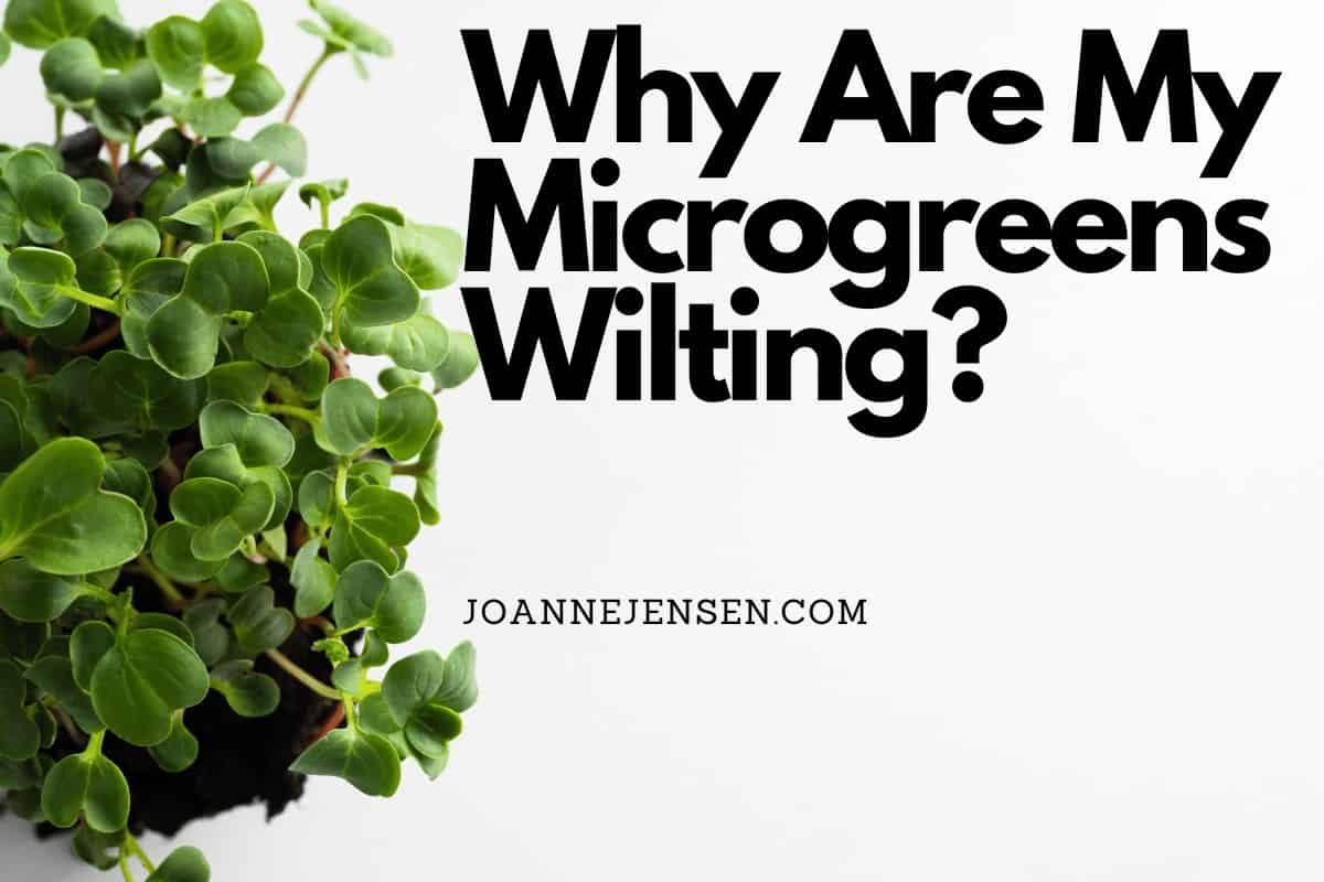 Why Are My Microgreens Wilting? Great Tips