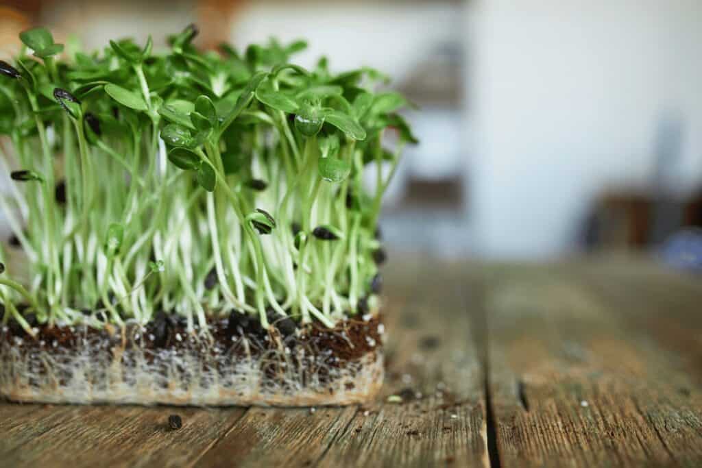 Why Are My Microgreens Wilting?