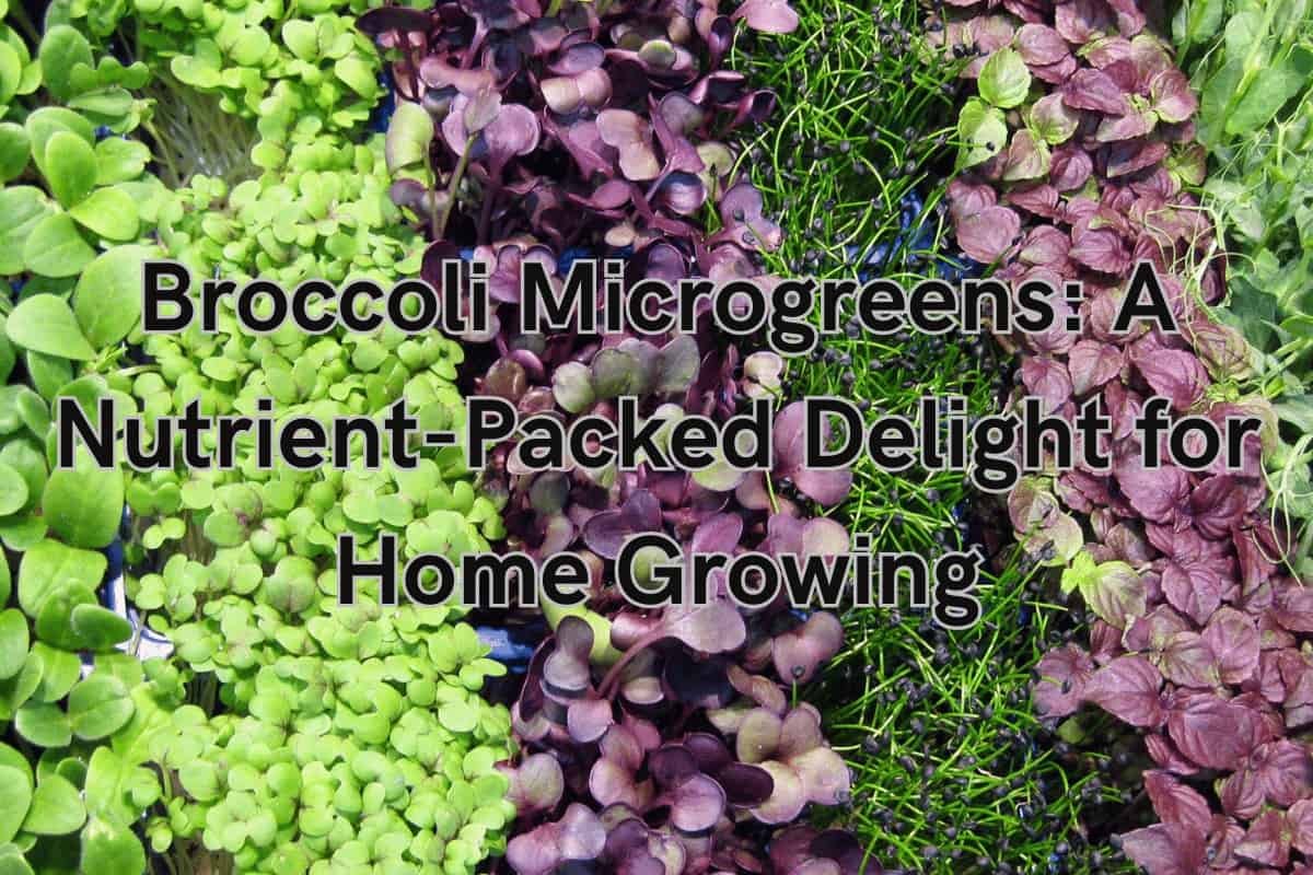 Broccoli Microgreens: A Nutrient-Packed Delight for Home Growing