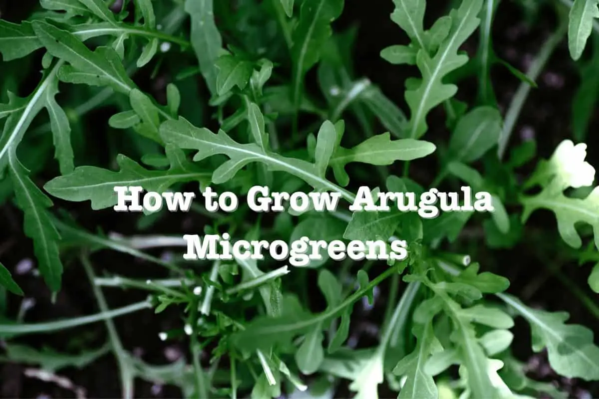 How to Grow Arugula Microgreens