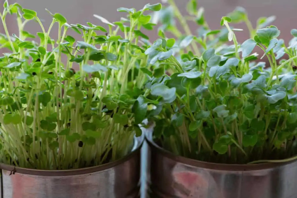 The Health Benefits of Microgreens: Boost Your Nutrition with Tiny Greens