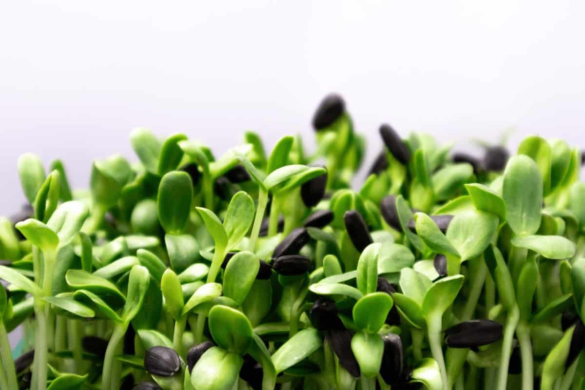 Why Are My Microgreens Not Growing?
