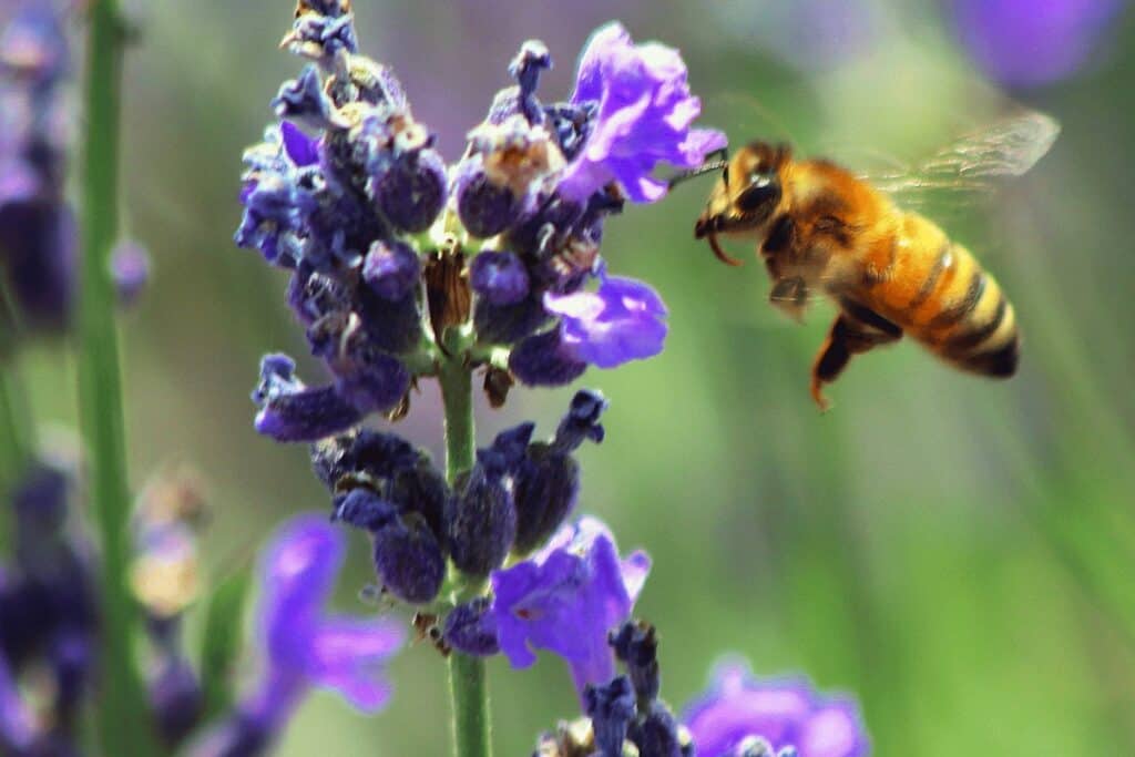 What are Pollinator-Friendly Plants