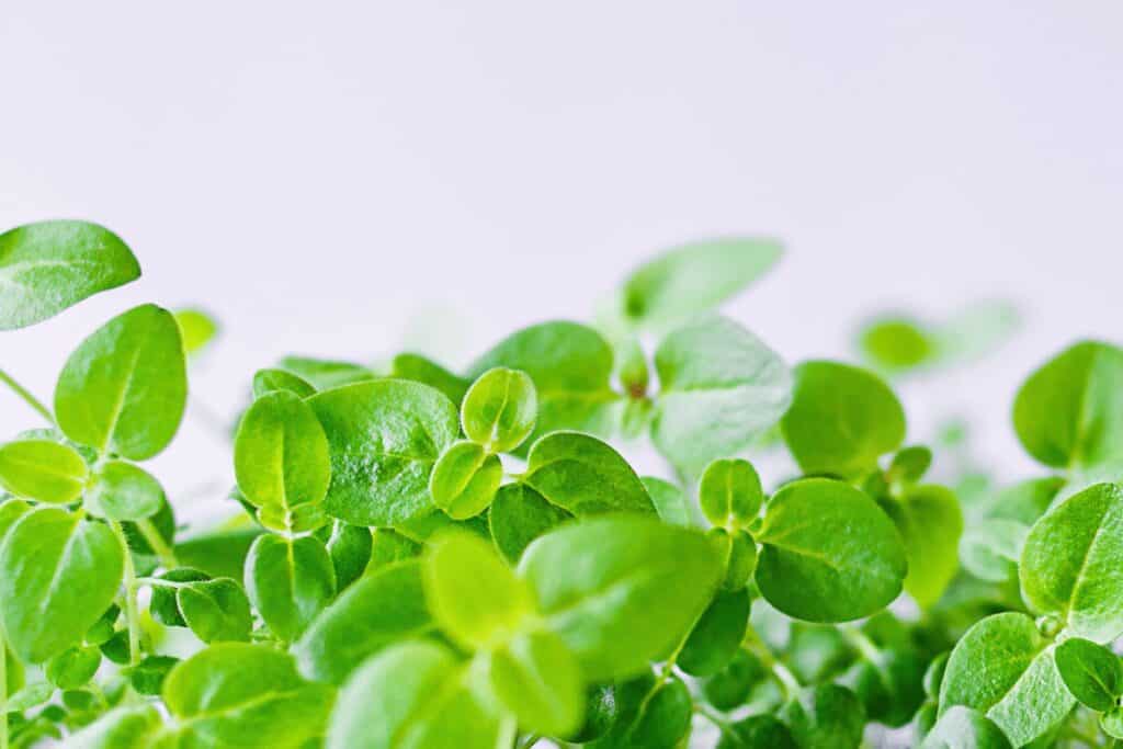 Which are the Quickest Microgreens to Grow