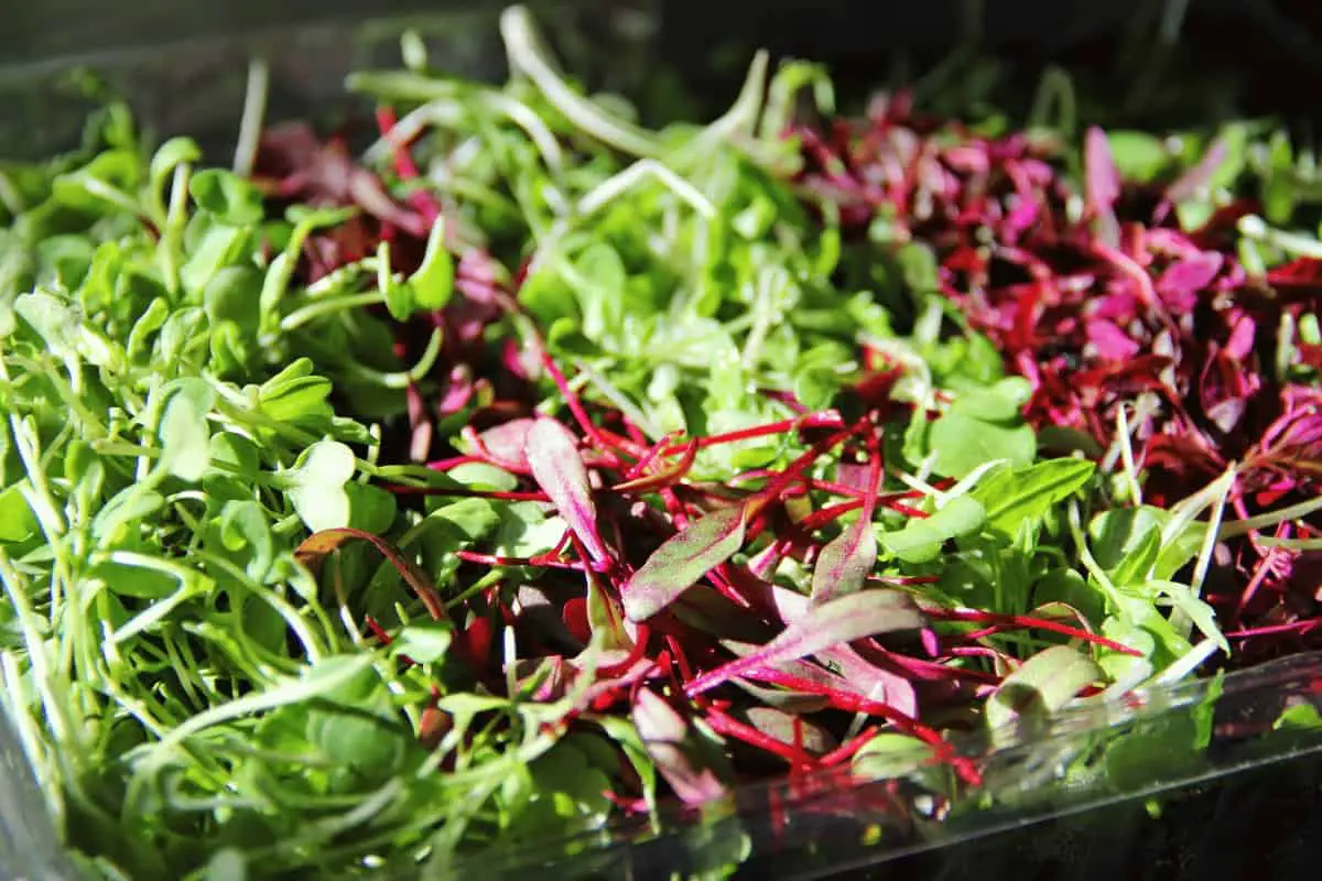 The Health Benefits of Microgreens: Boost Your Nutrition with Tiny Greens