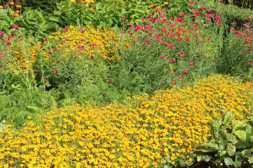 Benefits of Companion Planting with Flowers