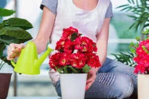 Flower care tips