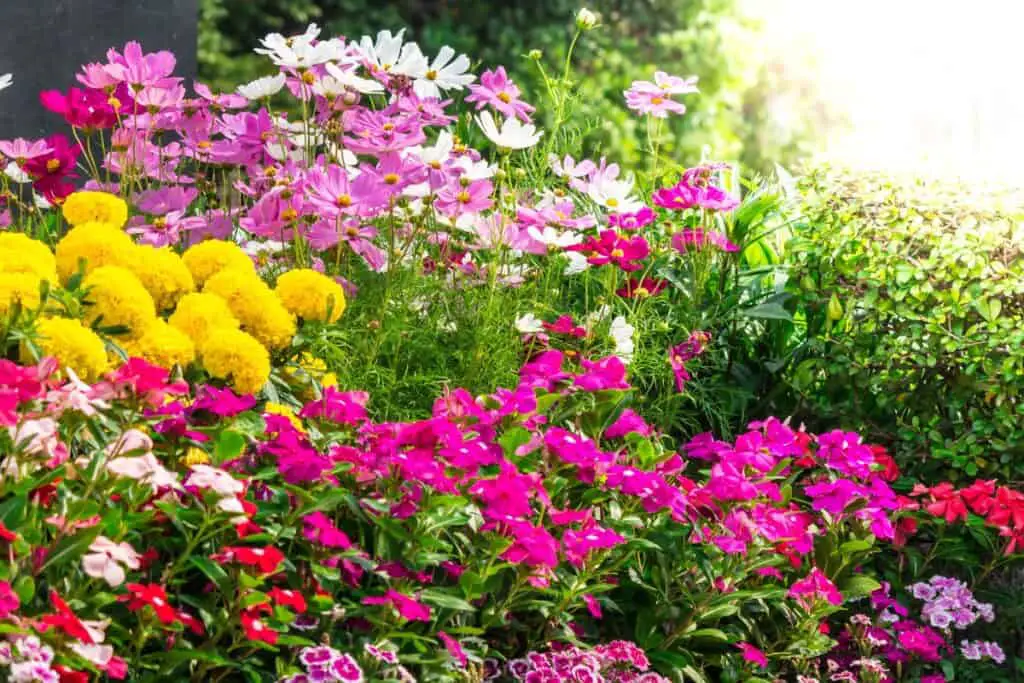 How to Start a Flower Garden: A Blooming Adventure