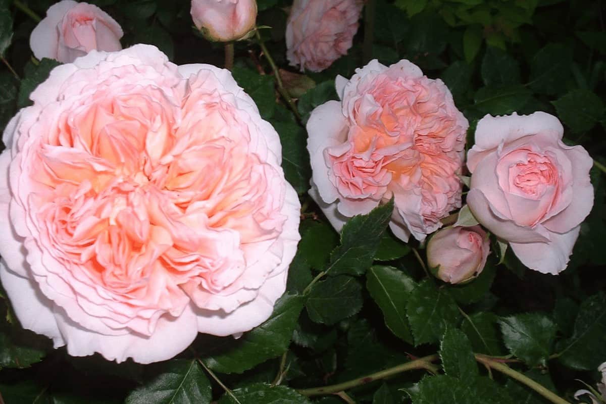 David Austin Rose: Epitome of Beauty in the Floral World