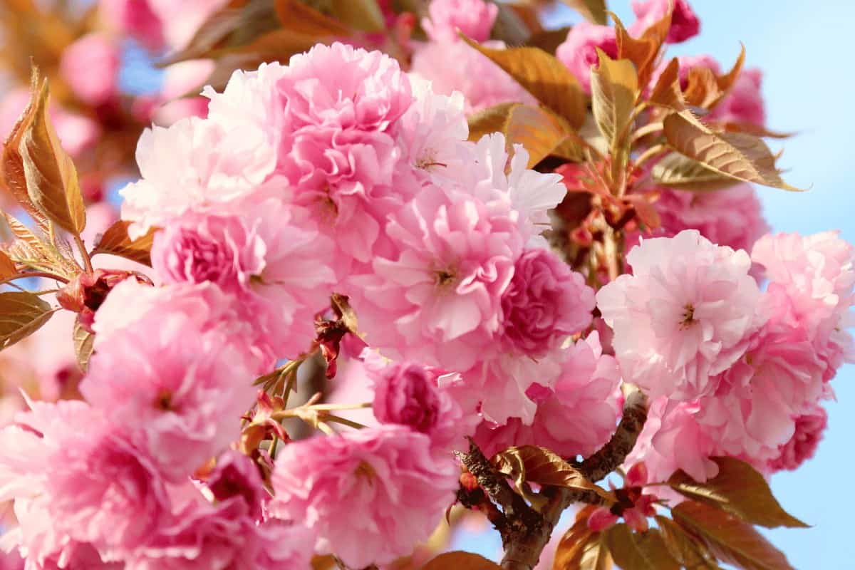 Hybrid Tea Roses: Elegance in Bloom