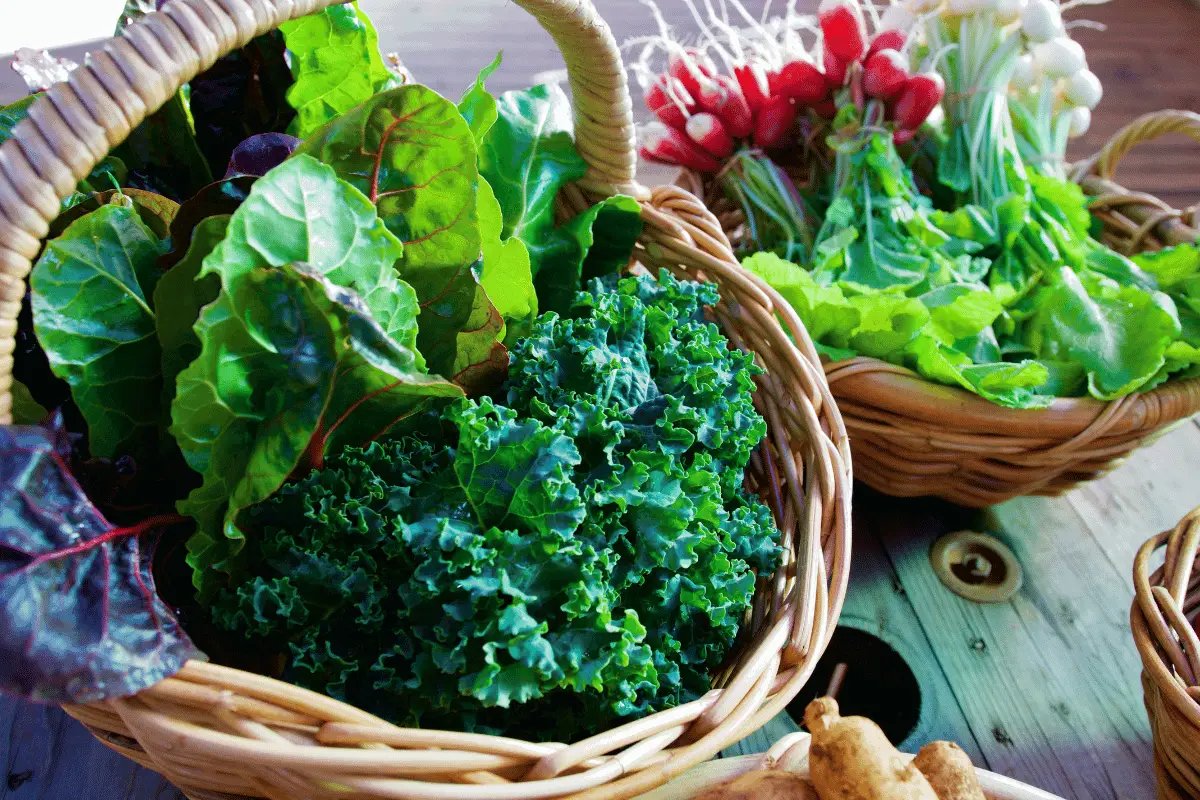 The Best Seasonal Leafy Greens to Enjoy Throughout the Year