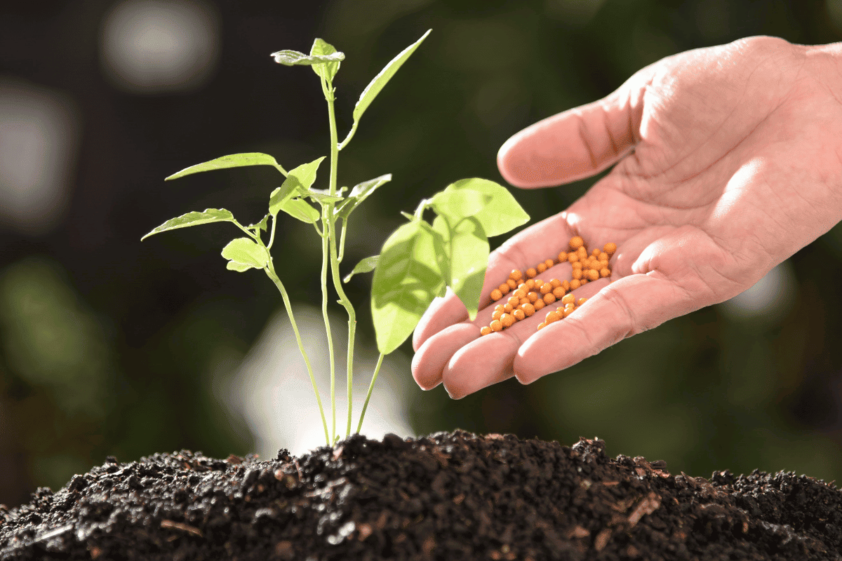 Best Fertilizers for Your Garden: Tips and Ideas