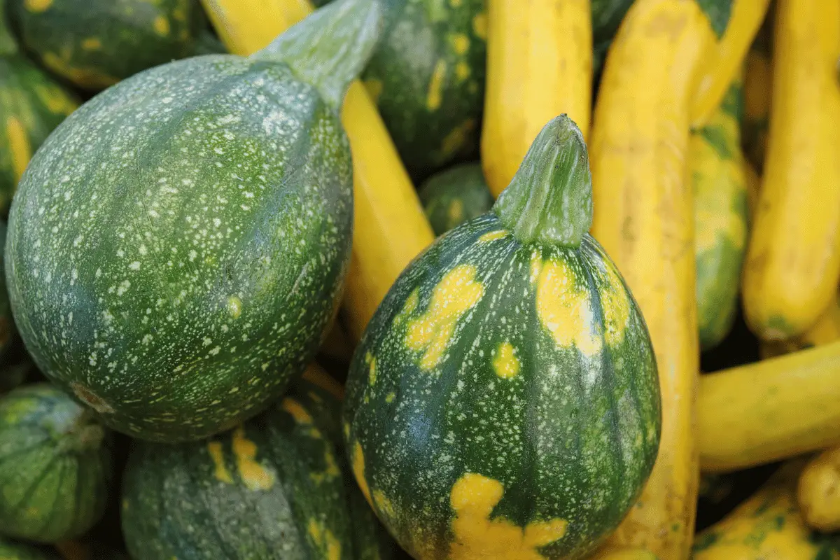 Growing Summer Squash: A Complete Guide