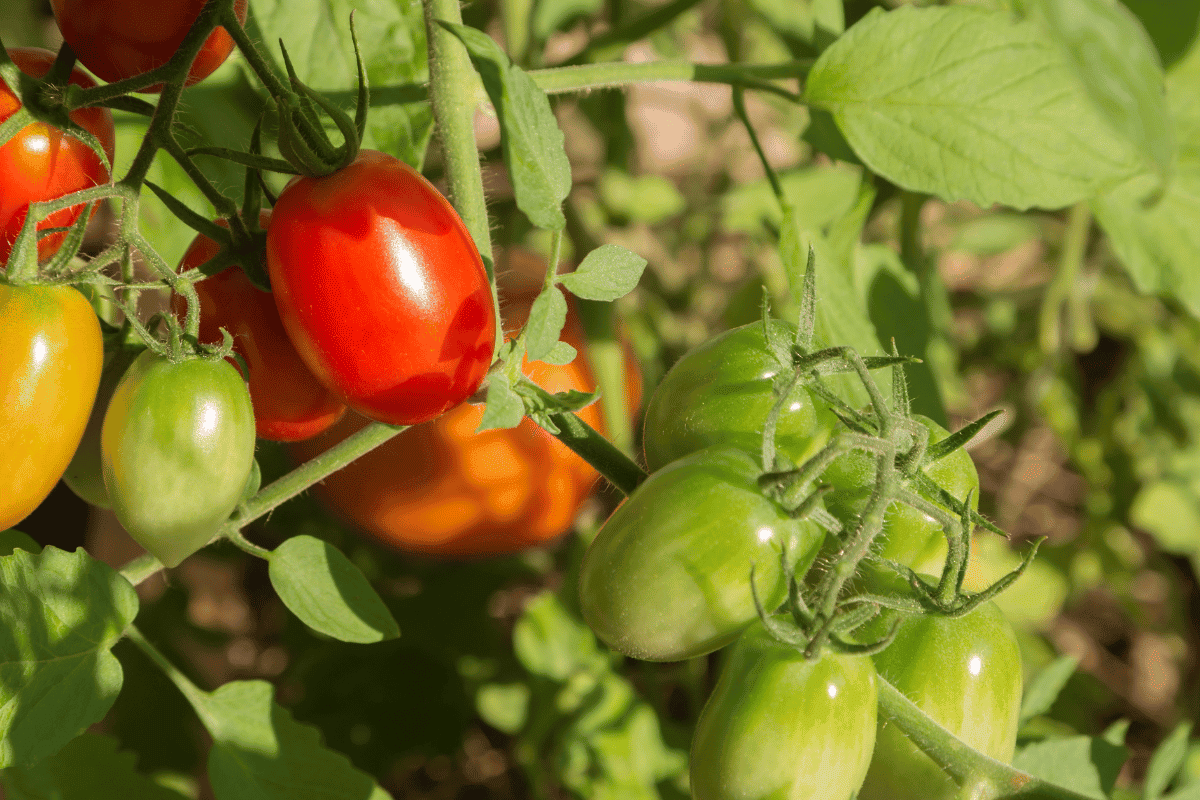12 Tips for Growing Tomatoes in Your Vegetable Garden