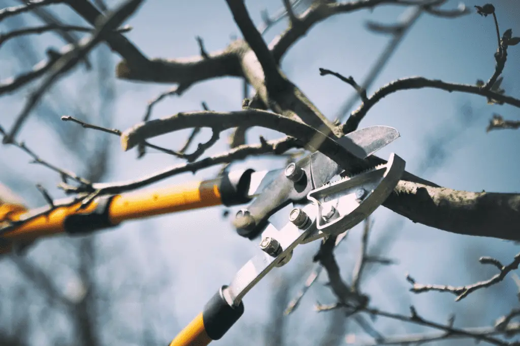 Tips for Pruning Fruit Trees for Maximum Yield