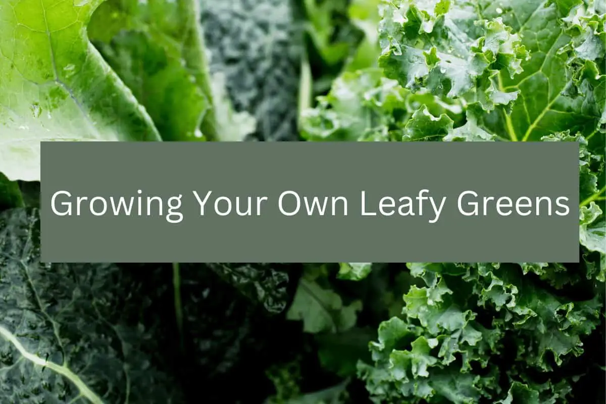 Growing Your Own Leafy Greens