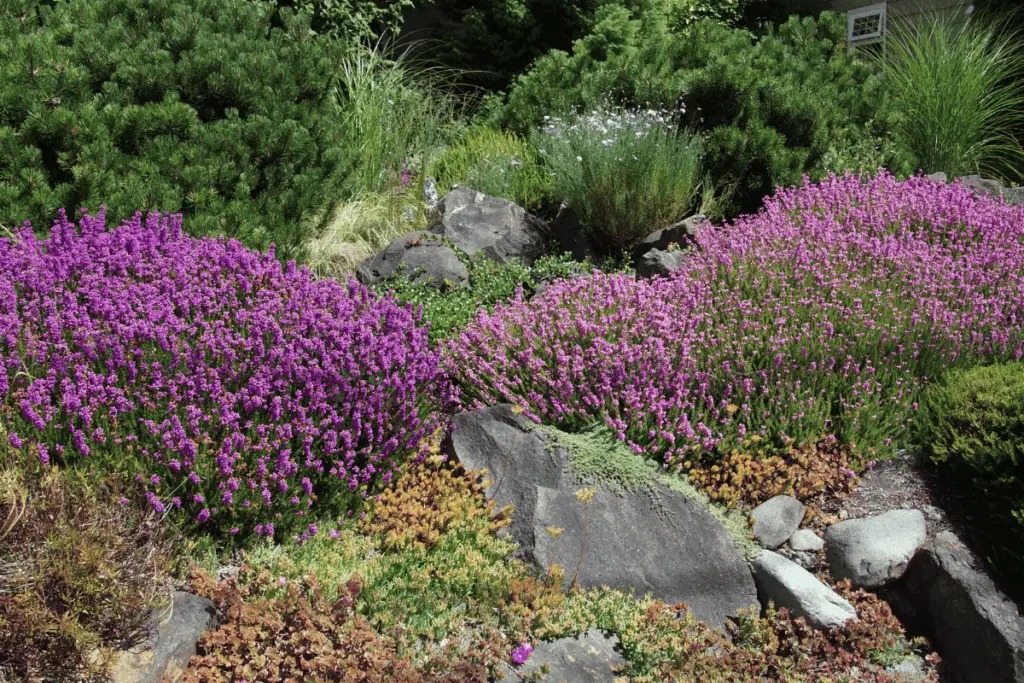 Drought-tolerant plants for water-wise gardening