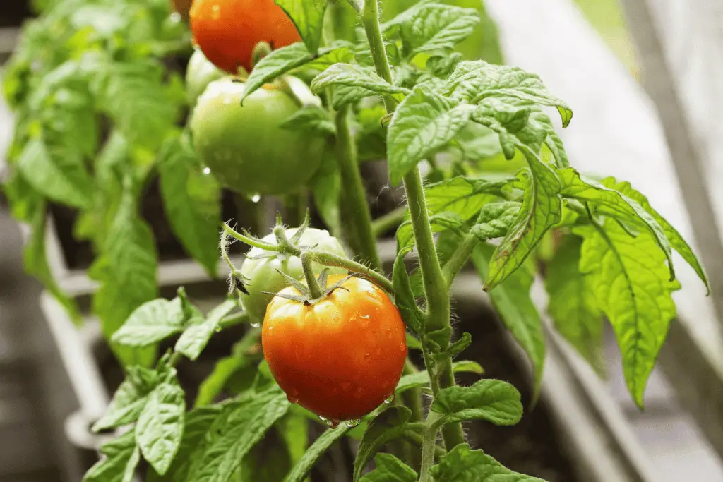 12 Tips for Growing Tomatoes in Your Vegetable Garden