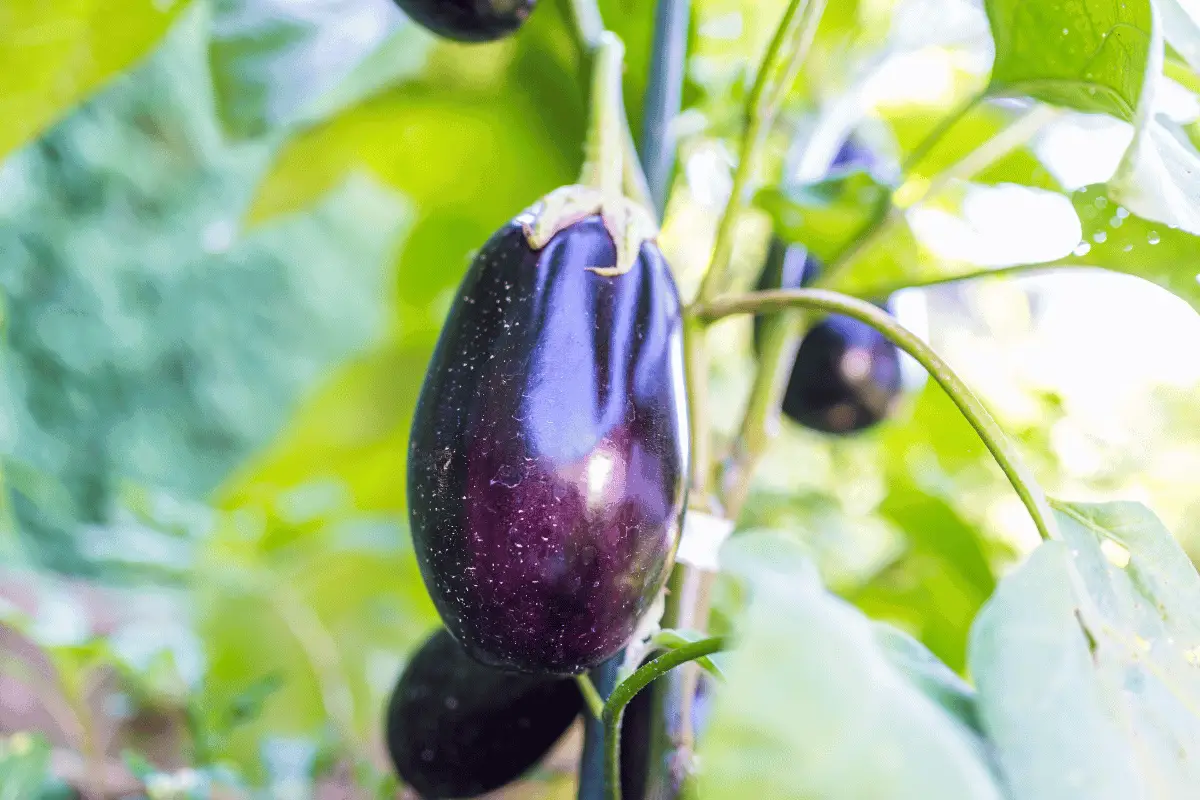 Nightshade Vegetables and Inflammation: Separating Fact from Fiction