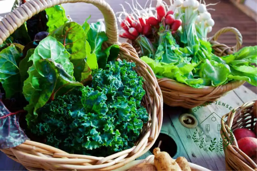 Growing Your Own Leafy Greens