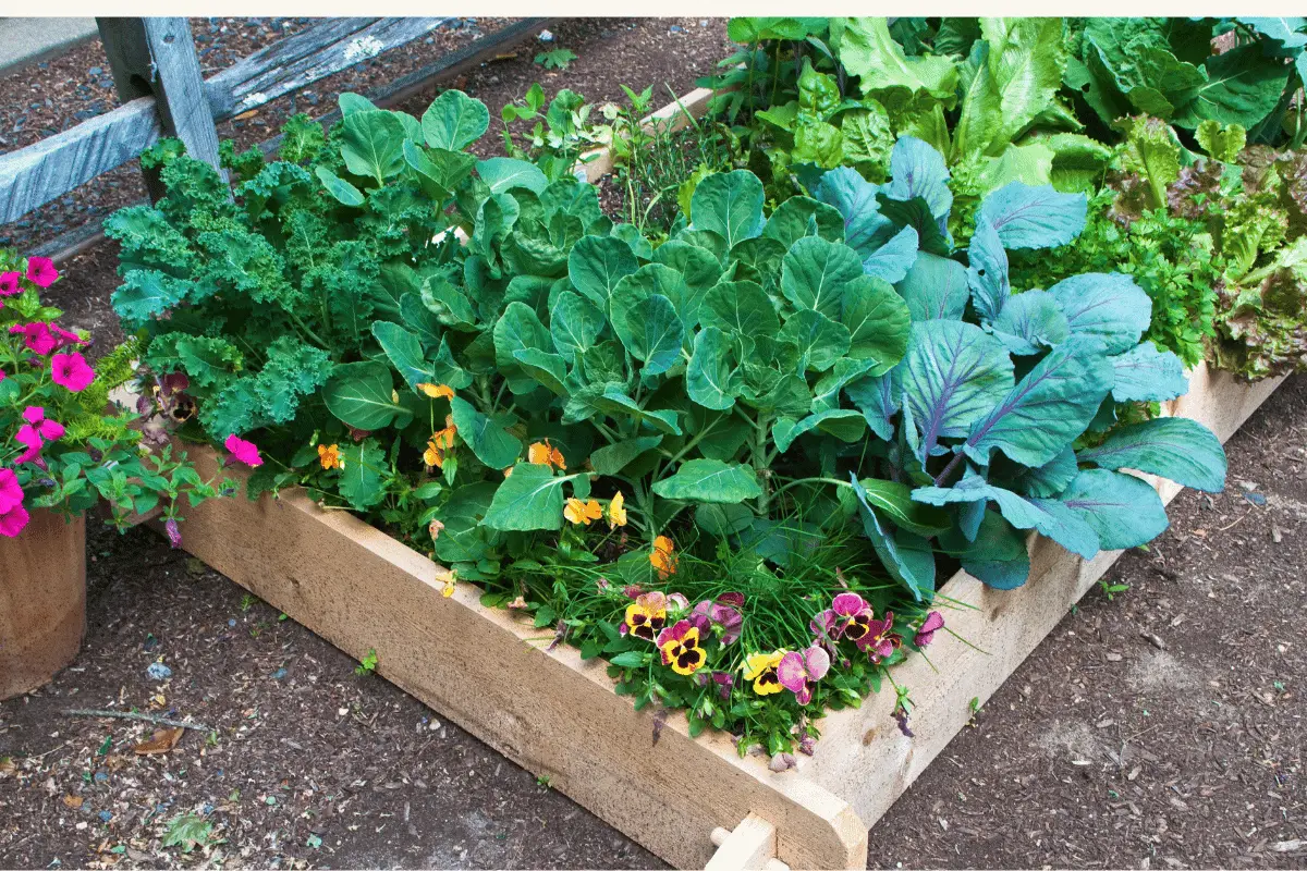 Manageable Garden Size, Planting in the Ground, Raised Bed