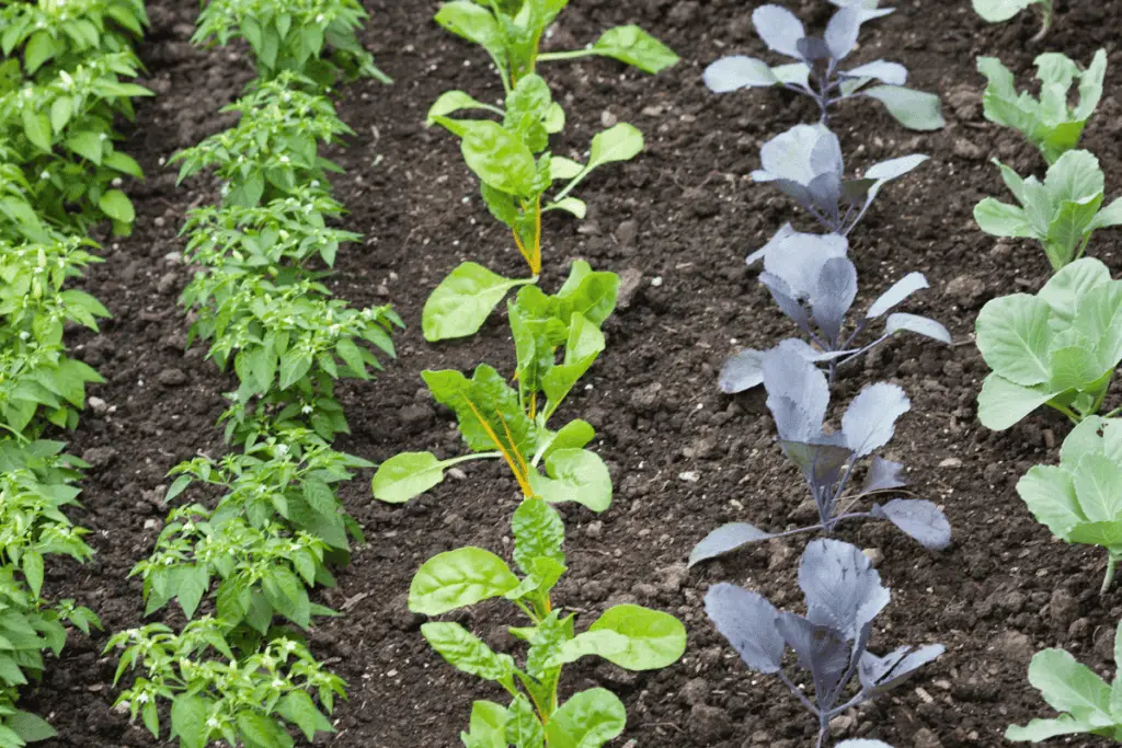 Vegetable Plant Guide: Nurturing Your Green Kingdom