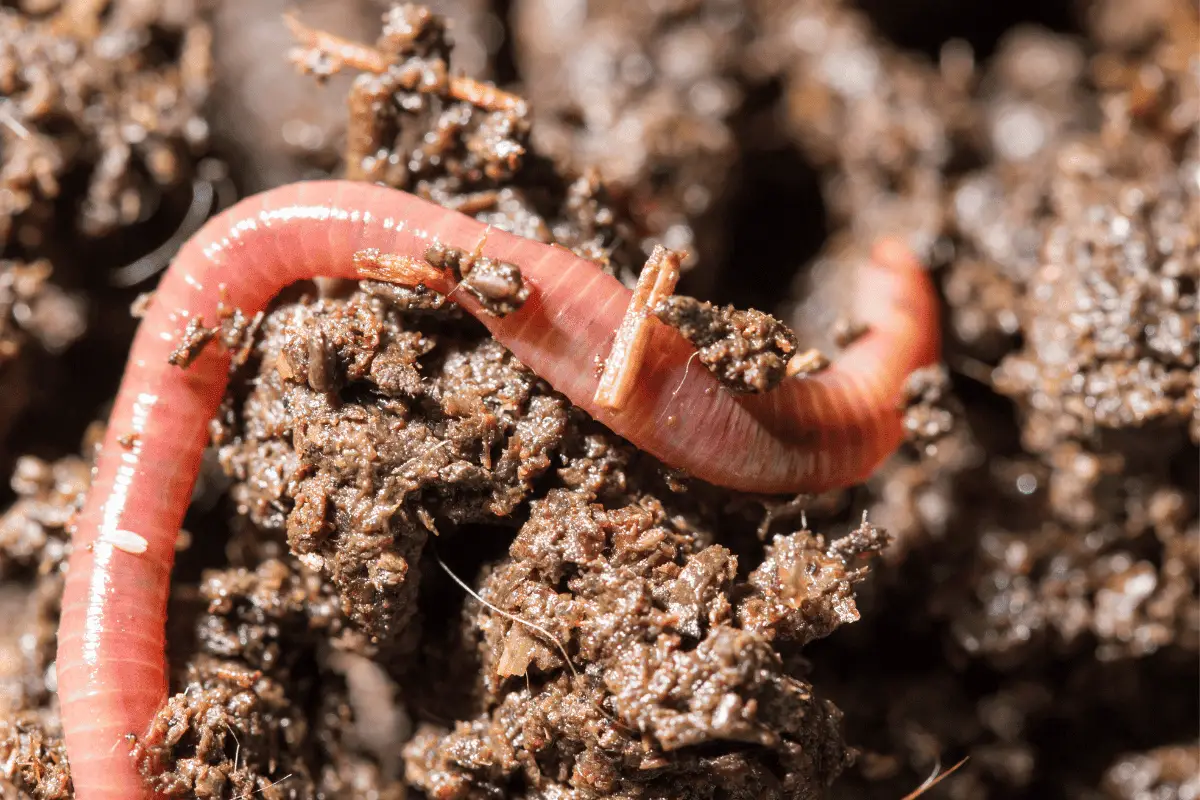 Worm Composting: A Complete Guide