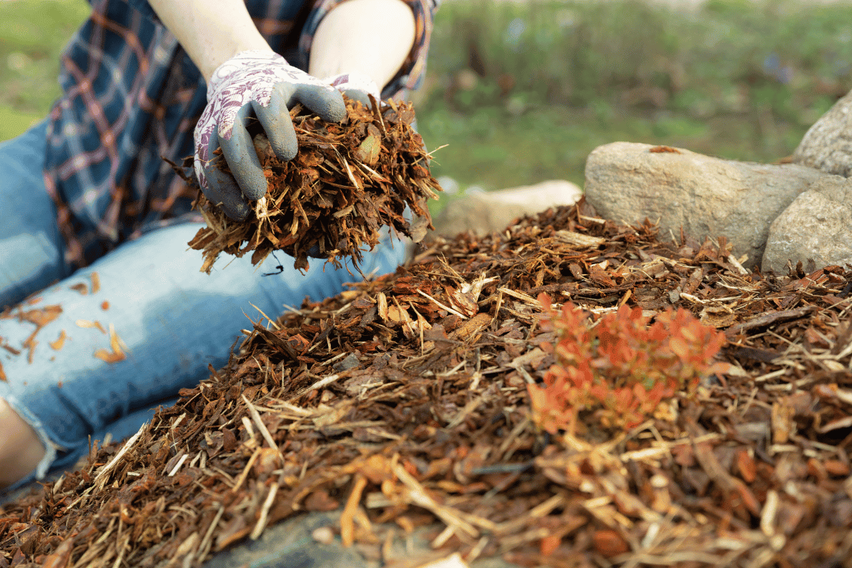Types of Mulch for Garden Beds: A Comprehensive Guide