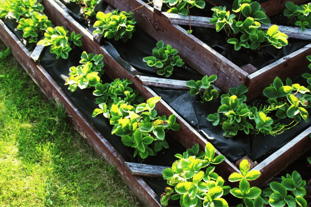 Raised Garden Beds: Cultivating Success in Your Backyard