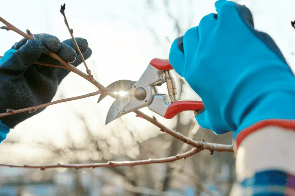 Tips for Pruning Fruit Trees for Maximum Yield