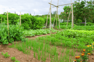 How to Create a Vertical Vegetable Garden