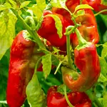 How to Grow Peppers in Your Vegetable Garden
