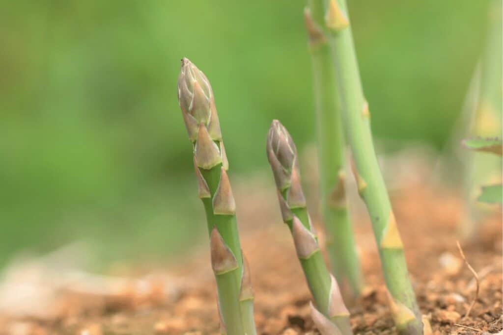 Mastering Asparagus Cultivation