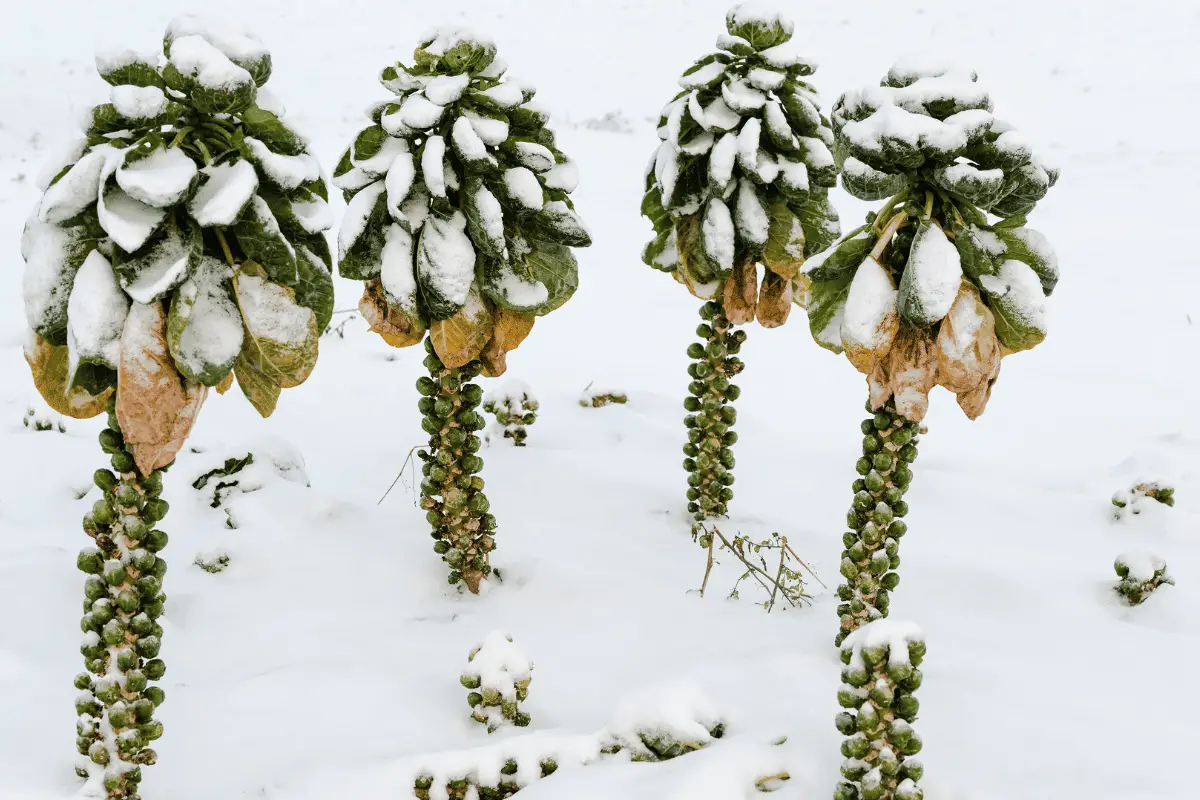 The Ultimate Guide: Growing Brussels Sprouts in Any Climate