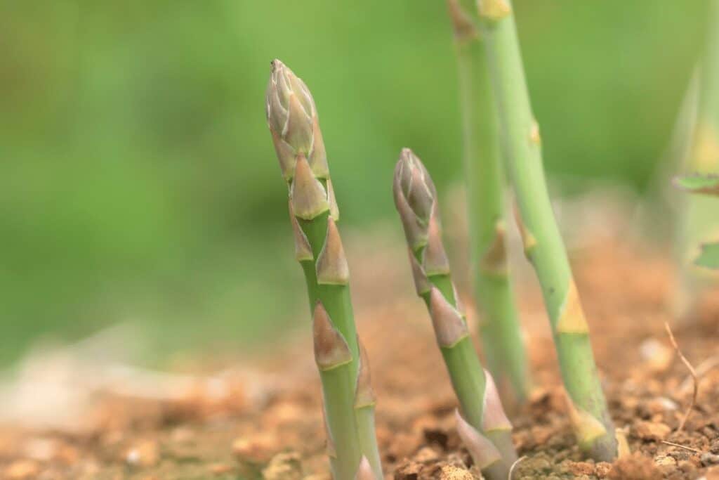 Cultivating Asparagus