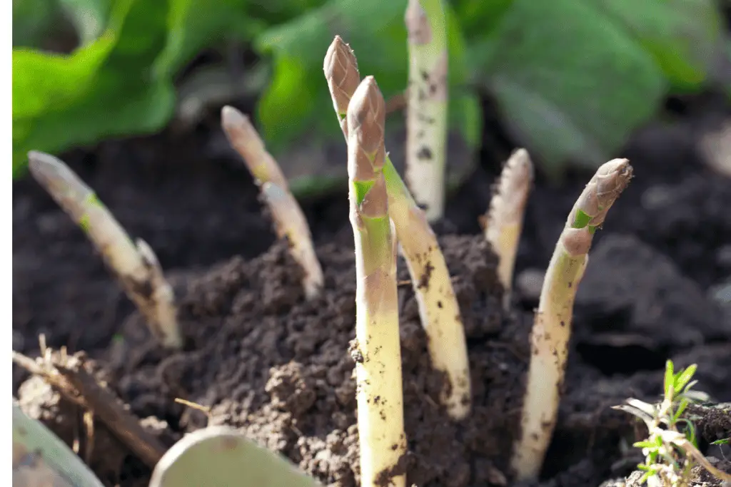Growing and Nurturing Asparagus