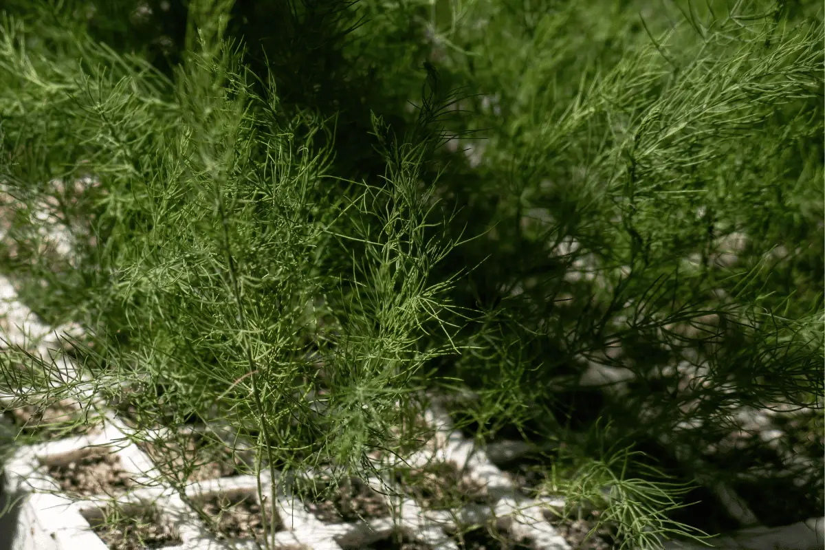 Growing Asparagus in a Container: A Space-Saving Guide