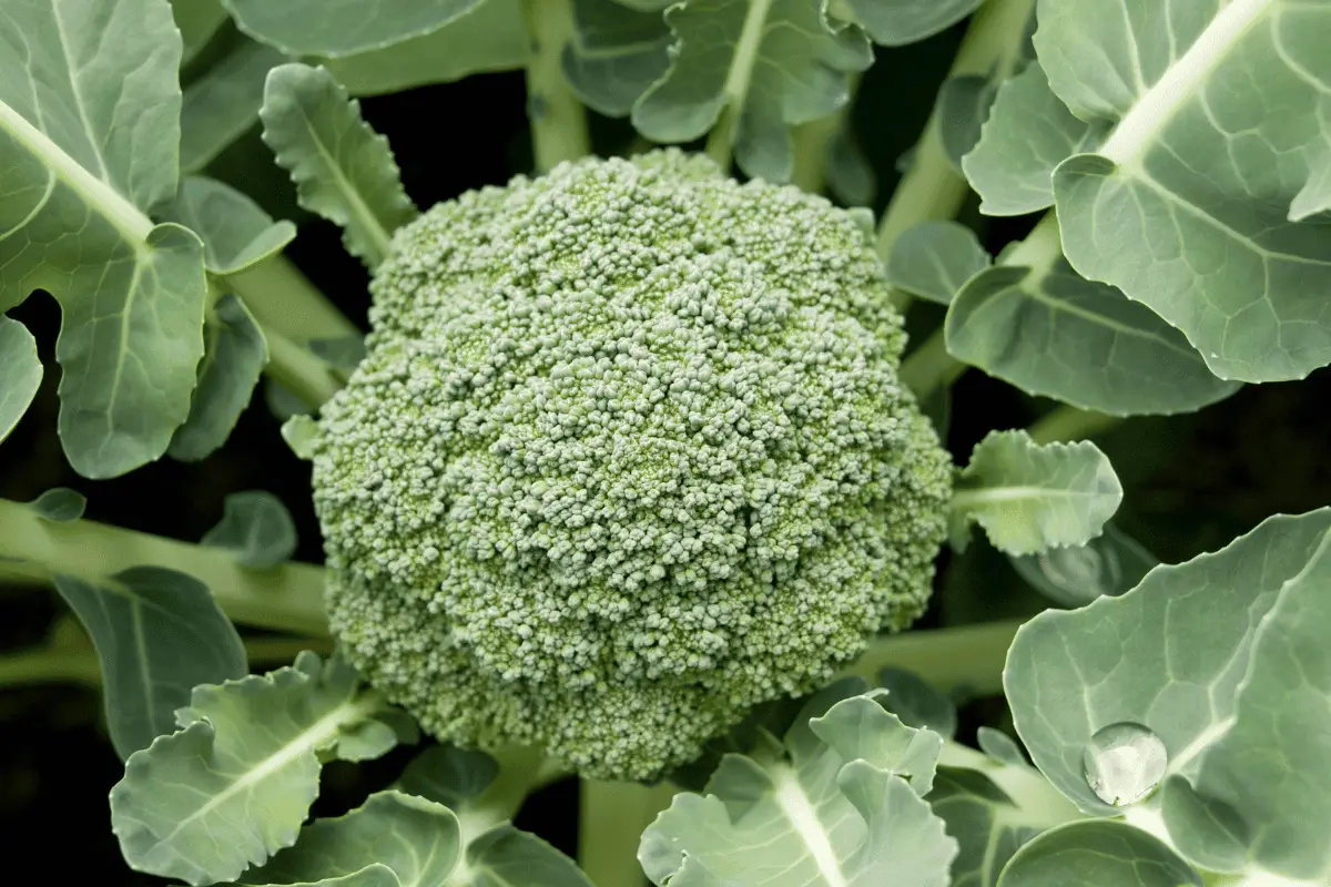 Broccoli 101