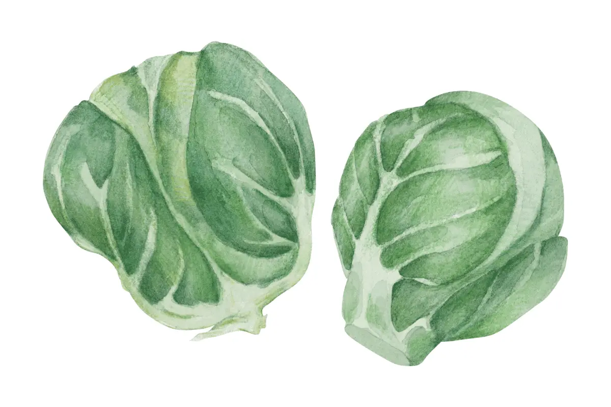 Growing Brussels Sprouts: A Comprehensive Guide