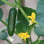 How to Plant Cucumber Seeds