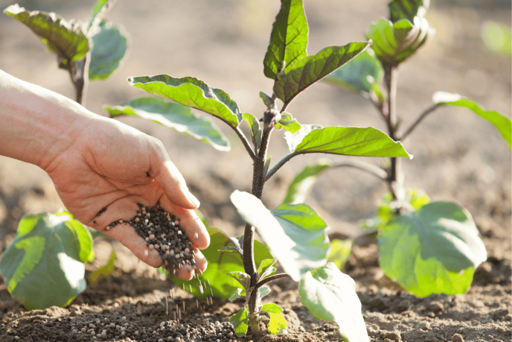 How to Plant Eggplant Seeds