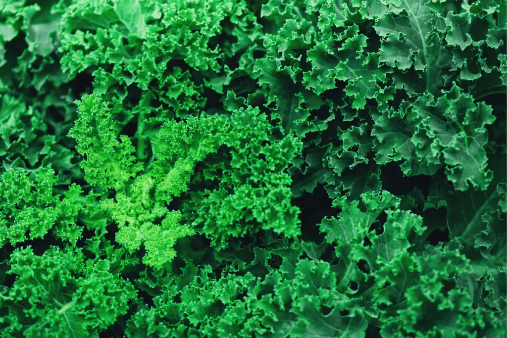 How to Plant Kale Seeds: