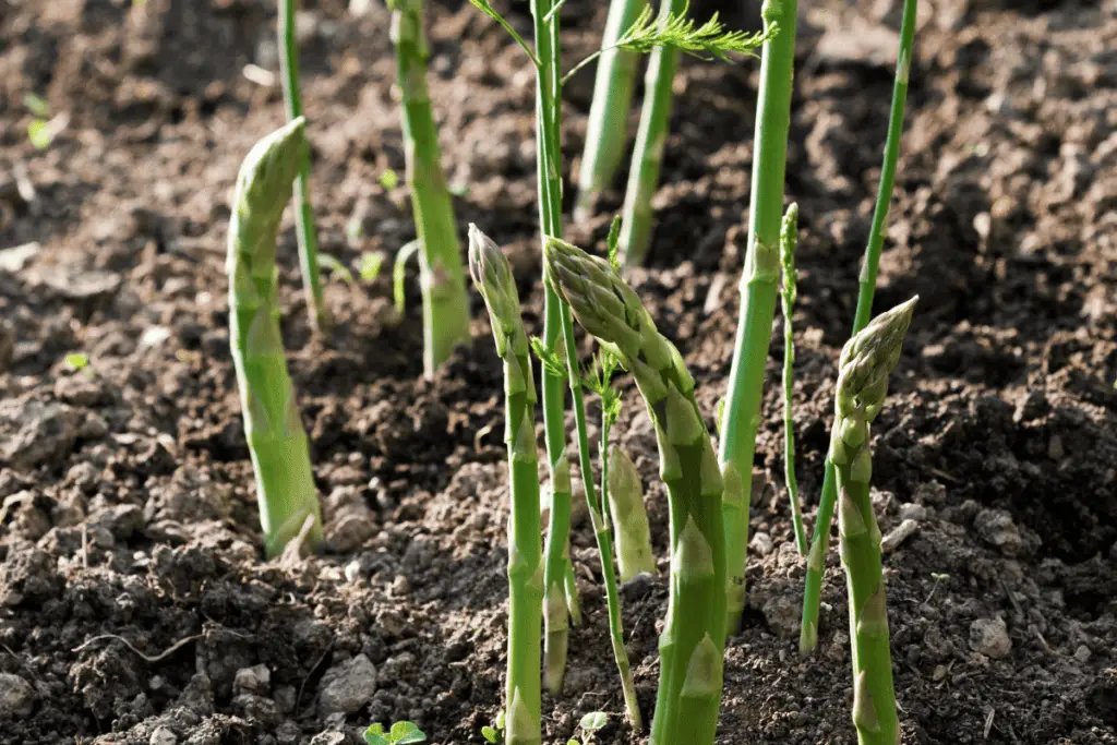 Growing and Nurturing Asparagus