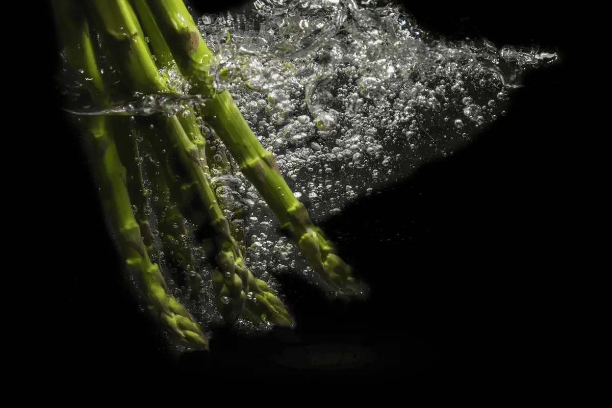 Growing asparagus in water