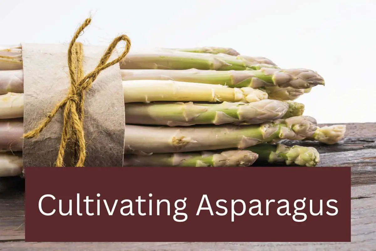 Cultivating Asparagus