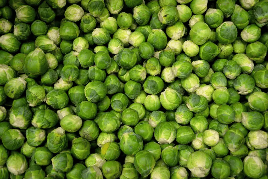 How to Grow Brussels Sprouts from Seed