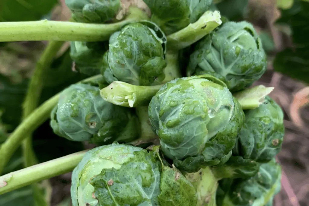 Growing Brussels Sprouts in Any Climate