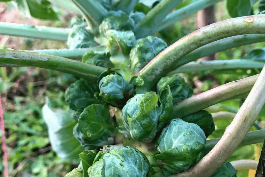 Brussels Sprouts Grow Like Crazy