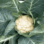 How to Plant Cauliflower Seeds