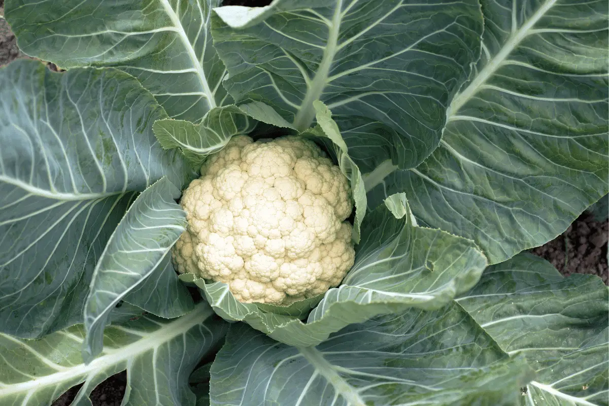 How to Plant Cauliflower Seeds for Maximum Germination